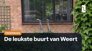 Óngerwaeg ontdekt kunstbenen in Weert [upl. by Bigner22]