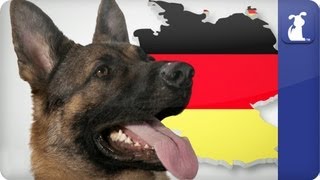 Doglopedia  German Shepherd [upl. by Royd650]