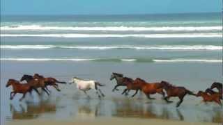 Chevaux Au Grand Galop Sur La Plage ♥ [upl. by Newcomer509]