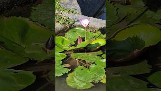 Beautiful purple water lily vlog flowers water nature plants lake [upl. by Eicul]