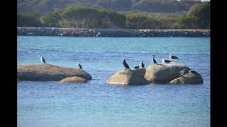 Dora Point Campground Bay of Fires East Coast Tasmania Binalong Bay Free Campgrounds [upl. by Akilam160]