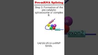 Pre mRNA splicing splicing [upl. by Curcio]