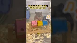 Hamsters playing rotating blocks look very cute [upl. by Leese]