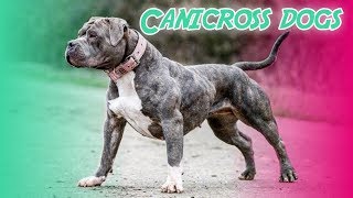 10 Best Canicross Dog Breeds [upl. by Cromwell134]