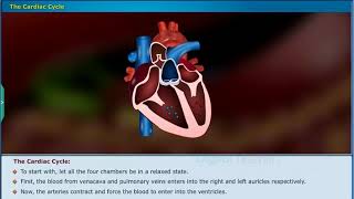 Structure of Heart  Transportation Class 10 Biology SSC  Digital Teacher [upl. by Armanda]