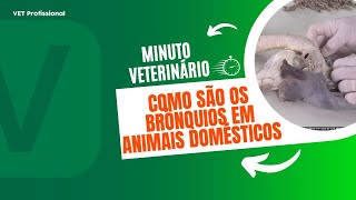 Constituição de brônquios em animais domésticos [upl. by Latnahc]