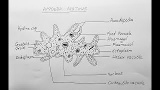 AMOEBA PROTEUS DIAGRAM  CLASS 11 BIOLOGY [upl. by Wood]