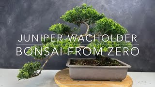 In vier Jahren vom Wacholder für 3 Euro zum Bonsai für  Euro [upl. by Kemp]