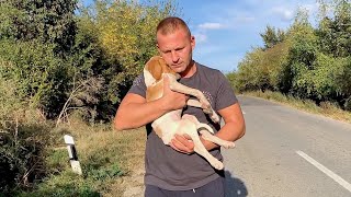 Rescue recovery and adoption of abandoned lonely puppy [upl. by Htiduy609]