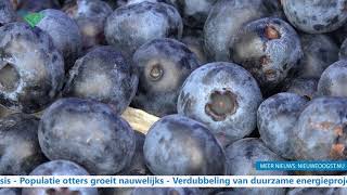 TV Blauwe bessen doen het goed in Drenthe [upl. by Shoshana108]