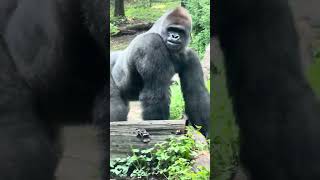 Bronx Zoo Silverback Gorillas in action [upl. by Adigirb]