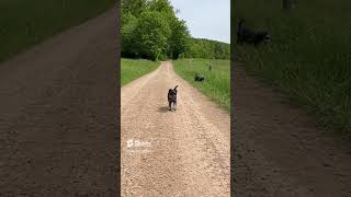 minischnauzer animalslover yotubeshorts dogfluencer clips shortsyoutube puppy fypシviral [upl. by Cordula]