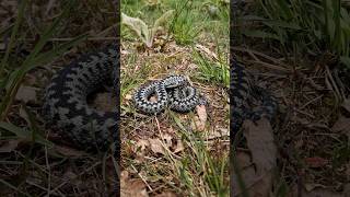 Beautiful Venomous Male European Adder Vipera berus Part 1 reptiles snakes venomous shorts [upl. by Marie-Jeanne]