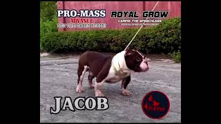 “JACOB” for PROMASS ADVANCE amp ROYAL GROW frkvetkennel [upl. by Adnarrim438]