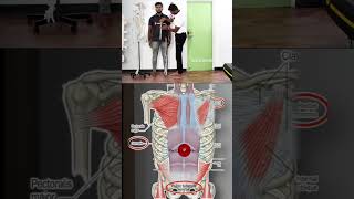 Myofascial lines explained [upl. by Attalanta]