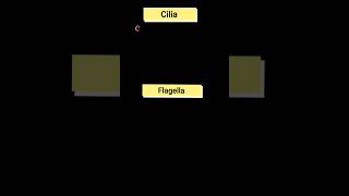 difference between cilia and flagella । biology cilia flagella [upl. by Airdnoed]