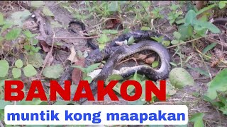 BANAKON KING COBRA NGA NAGLUNO HYBERNATE  MOST DANGEROUS SNAKE [upl. by Gnart]