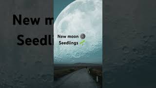 Seedlings Seeds germination Organic Gardening planting by the moon cycle [upl. by Oeram]