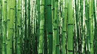 How Fast Does Bamboo Grow [upl. by Naryb666]