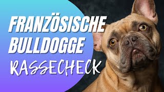 Französische Bulldogge im Rassecheck  Rasseportrait  Charakter Aussehen Aktivität [upl. by Ahsed]