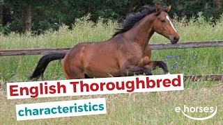 English Thoroughbred  characteristics origin amp disciplines [upl. by Iduj]