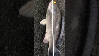 Black fish keeper 17in 🎣💪🏽 fishing brooklynbridge subscribe [upl. by Stanleigh601]