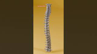 vertebrae anatomy  vertebrae bones  vertebrae diagram  vertebrae structure foryou viralvideo [upl. by Demona]