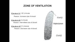 Ventilation Perfusion ratio [upl. by Jp]