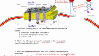 The Plasma Membrane Cell Membrane IB Biology [upl. by Averir900]