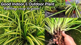 How to grow new pandanus plant pandanus spiderplant mrg8story [upl. by Ilyak]