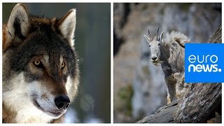 Mountain goat versus hungry wolf who wins [upl. by Acalia]