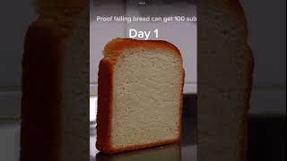 Proof bread falling over can get 100 subs day 1 [upl. by Coreen]