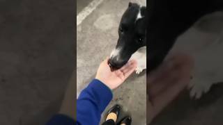 Canophilia Dogs lover 😍 Love for dogsytshorts minivlog subscribe doglover [upl. by Bowman374]