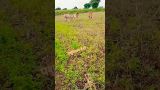 देशी पशु फार्म 🐂👑viralvideo bhesh pashupalan punjabi song [upl. by Dawna801]