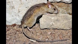 Black rat  Rattus rattus  Ποντίκα  Cyprus [upl. by Odessa]