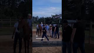 Dia de Campo Haras Barreiro abccmmoficial horse mangalargamarchador mangalargamarchador abccmm [upl. by Ynohtnakram843]