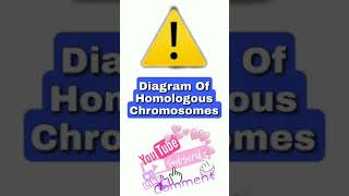 Homologous Chromosomes  Neet 2022 short shorts chromosomes neet [upl. by Sherr170]