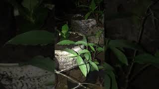 Bahan bonsai mame LOA  ARA Ficus racemosa bonsai fypシ゚viral bonsaitree naturebeauty [upl. by Hiram]