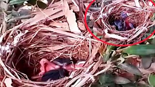 Yellowvented bulbul Baby Bird shakes at nestbirds [upl. by Gambrell978]