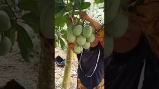 Emakemak panen mangga Manalagi [upl. by Esmeralda]