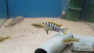 Cynotilapia Afra red top Likoma [upl. by Nugent]