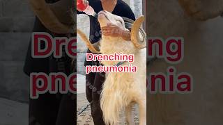 Drenching pneumonia se bachne ka jugad rooftop goat farming earn pets vet animals facts [upl. by Fidela921]