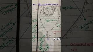 Structure of Renal corpuscle 👌🔥💯🔥 diagram biologyeducation zoology sciencestudy trendingshorts [upl. by Syck271]