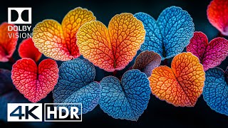 One of The Best 4K HDR 60FPS Dolby Vision 4K Video ULTRA HD [upl. by Aicatsanna]