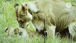 Lions Mating For Ten Seconds [upl. by Drain452]