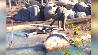 Ozzy Man Reviews Goose vs Elephant [upl. by Brufsky]