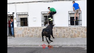 IMPRESIONANTE ENCIERRO DE CUADRI EN VILLASECA 2024 [upl. by Walden]