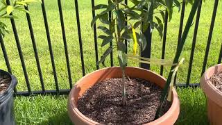 Trong Sapoche trông chậu grow sapodilla in pot 4 [upl. by Edrei]