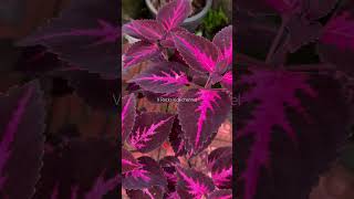 Coleus plant  കണ്ണാടിച്ചെടി  coleusplant coleus homeplanting homegardening shortsvideo [upl. by Aneeroc66]