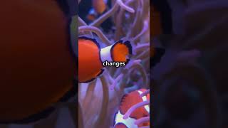 Discover the Clownfish Gender Swap [upl. by Amsab820]